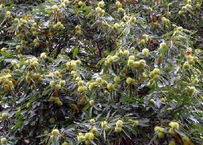  Image name: 09-castagno.jpg 
 width: 650 pixel 
 height: 464 pixel 
 Size: 75080 bytes 
 Click to enlarge 